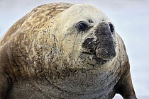 Southern Elephant Seal (Mirounga leonina) sub-adult male, Sea Lion Island, Falkland Islands