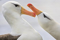 Black-browed Albatross (Thalassarche melanophrys) pair courting, Saunders Island, Falkland Islands
