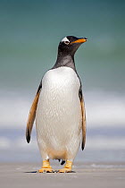 Gentoo Penguin (Pygoscelis papua), Falkland Islands