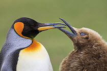 King Penguin (Aptenodytes patagonicus) chick begging for food, Saunders Island, Falkland Islands
