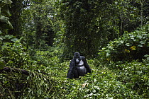Mountain Gorilla (Gorilla gorilla beringei) silverback in rainforest, Virunga National Park, Democratic Republic of the Congo