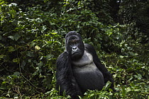 Mountain Gorilla (Gorilla gorilla beringei) silverback, Virunga National Park, Democratic Republic of the Congo