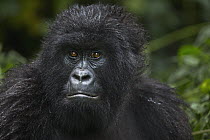 Mountain Gorilla (Gorilla gorilla beringei) juvenile, Virunga National Park, Democratic Republic of the Congo