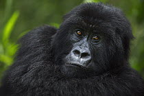 Mountain Gorilla (Gorilla gorilla beringei) female, Virunga National Park, Democratic Republic of the Congo