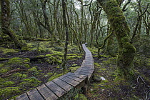 Wooden path winding through rainforest, Cradle Mountain-Lake Saint Clair National Park, Tasmania, Australia