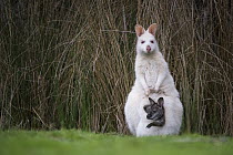 Red-necked Wallaby (Macropus rufogriseus), white-morph mother, with brown joey, Bruny Island, Tasmania, Australia