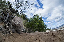 Common Wombat (Vombatus ursinus) on coast, Coles Bay, Tasmania, Australia