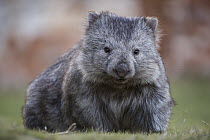 Common Wombat (Vombatus ursinus), Maria Island National Park, Tasmania, Australia