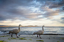 Cape Barren Goose (Cereopsis novaehollandiae) pair on beach, Maria Island National Park, Tasmania, Australia
