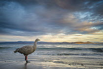 Cape Barren Goose (Cereopsis novaehollandiae) on beach, Maria Island National Park, Tasmania, Australia