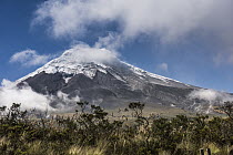 Cotopaxi Volcano, Cotopaxi National Park, Andes, Ecuador