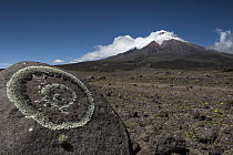 Lichen on rock near volcano, Cotopaxi Volcano, Cotopaxi National Park, Andes, Ecuador