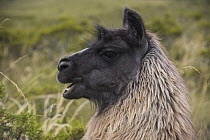 Llama (Lama glama), Andes, Ecuador