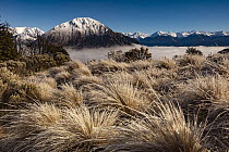 Frosted tussock grass, Waimakariri River, Mount Cass, Canterbury, South Island, New Zealand