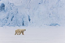 Polar Bear (Ursus maritimus) male walking on frozen fjord in front of glacier, Svalbard, Norway