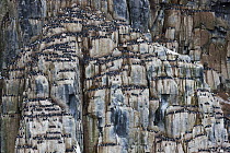 Brunnich's Guillemot (Uria lomvia) colony nesting on cliff, Svalbard, Norway