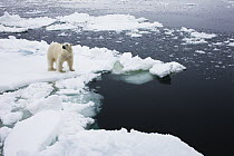 Polar Bear (Ursus maritimus) on ice floe, Svalbard, Norway