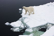 Polar Bear (Ursus maritimus) on ice floe, Svalbard, Norway