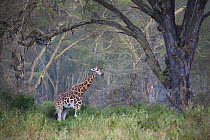 Rothschild Giraffe (Giraffa camelopardalis rothschildi) in forest, Lake Nakuru National Park, Kenya