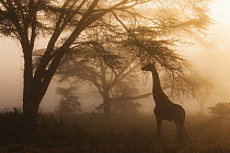 Rothschild Giraffe (Giraffa camelopardalis rothschildi) in foggy forest, Lake Nakuru National Park, Kenya