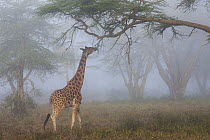 Rothschild Giraffe (Giraffa camelopardalis rothschildi) browsing in fog, Lake Nakuru National Park, Kenya