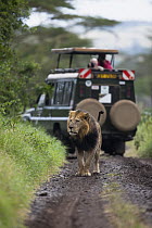 African Lion (Panthera leo) male near safari vehile, Solio Game Reserve, Kenya