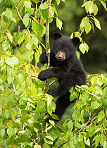 Black Bear (Ursus americanus) cub in tree, North America