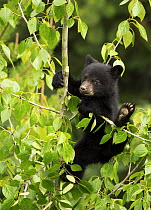 Black Bear (Ursus americanus) cub in tree, North America