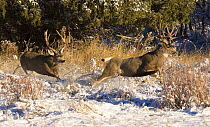 Mule Deer (Odocoileus hemionus) dominant buck chasing challenger, North America