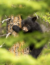 Black Bear (Ursus americanus) cub peeking through the trees, North America
