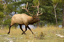 Elk (Cervus elaphus) bull running, North America