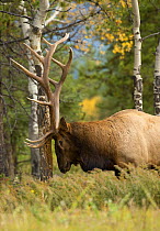 Elk (Cervus elaphus) bull scent-marking, North America