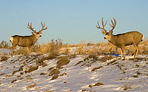 Mule Deer (Odocoileus hemionus) bucks facing off in snow, North America
