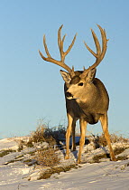 Mule Deer (Odocoileus hemionus) buck in snow, North America