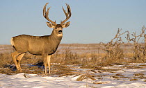 Mule Deer (Odocoileus hemionus) buck in snow, North America