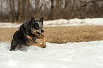 Australian Cattle Dog (Canis familiaris) male running in snow