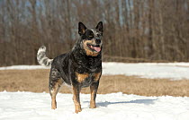 Australian Cattle Dog (Canis familiaris) male in snow