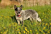 Australian Cattle Dog (Canis familiaris)