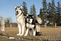Alaskan Malamute (Canis familiaris) parent and puppy