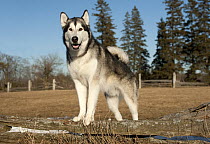Alaskan Malamute (Canis familiaris) male