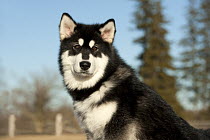Alaskan Malamute (Canis familiaris) puppy