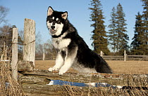 Alaskan Malamute (Canis familiaris) puppy