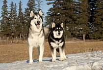 Alaskan Malamute (Canis familiaris) parent and puppy in snow