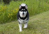 Alaskan Malamute (Canis familiaris)