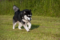 Alaskan Malamute (Canis familiaris) running