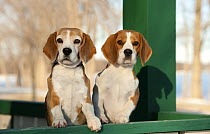 Beagle (Canis familiaris) pair