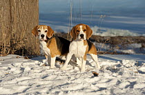 Beagle (Canis familiaris) pair in snow