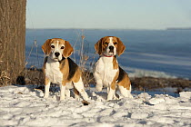 Beagle (Canis familiaris) pair in snow