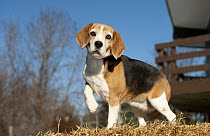 Beagle (Canis familiaris)