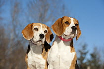 Beagle (Canis familiaris) pair